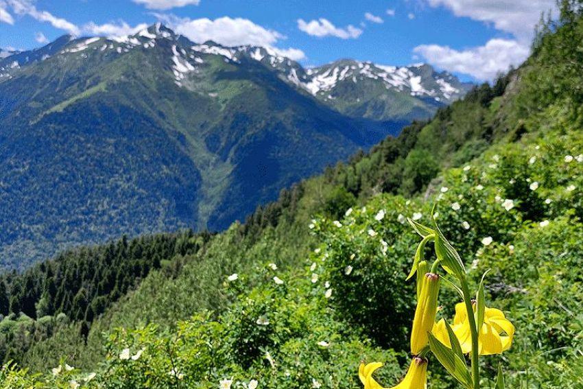 Горный лагерь в Дамхурце